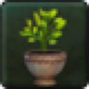 Enchantment Guestbloom